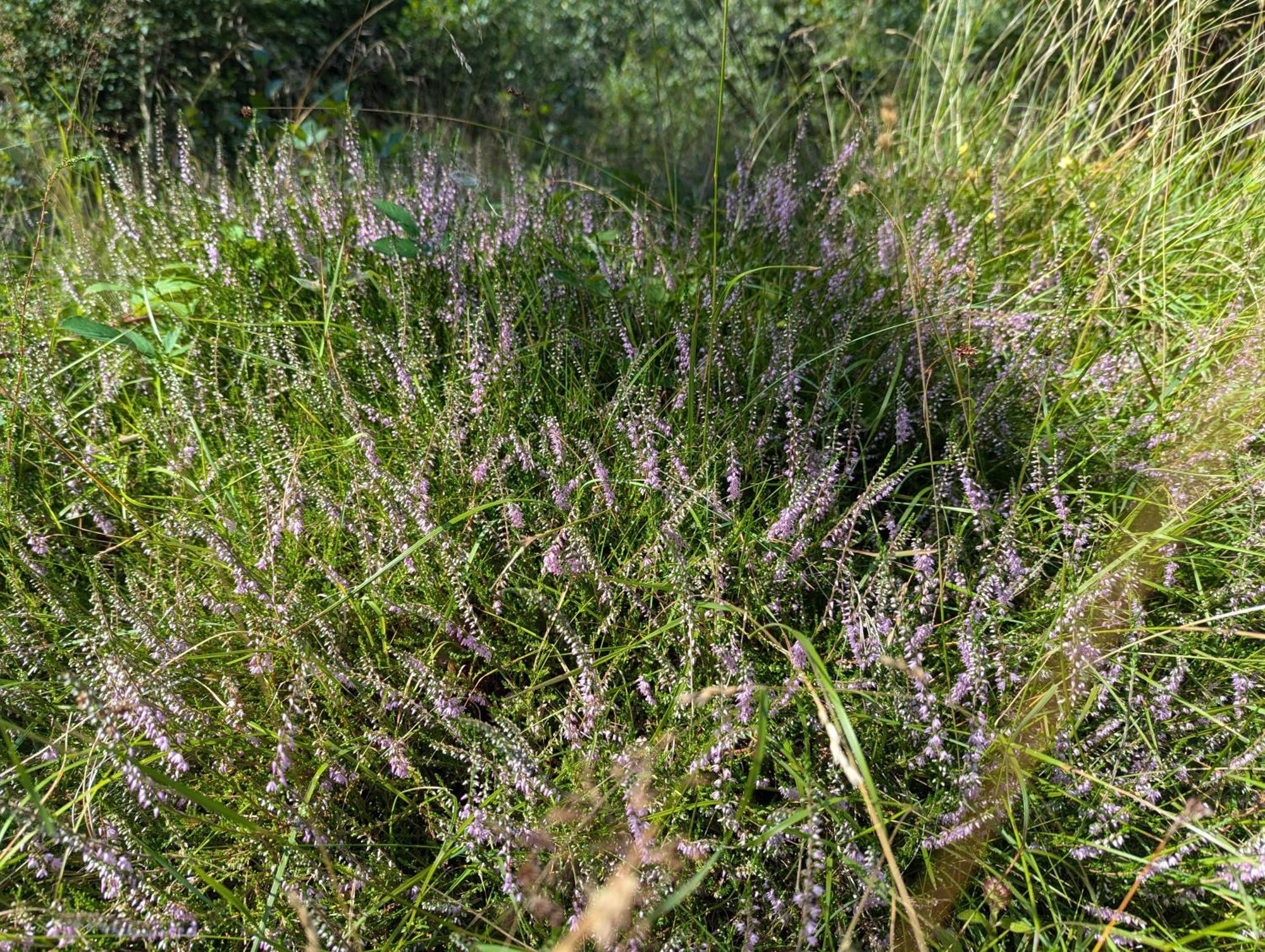 Lejlighed Ved Skov Graested Bagian luar foto